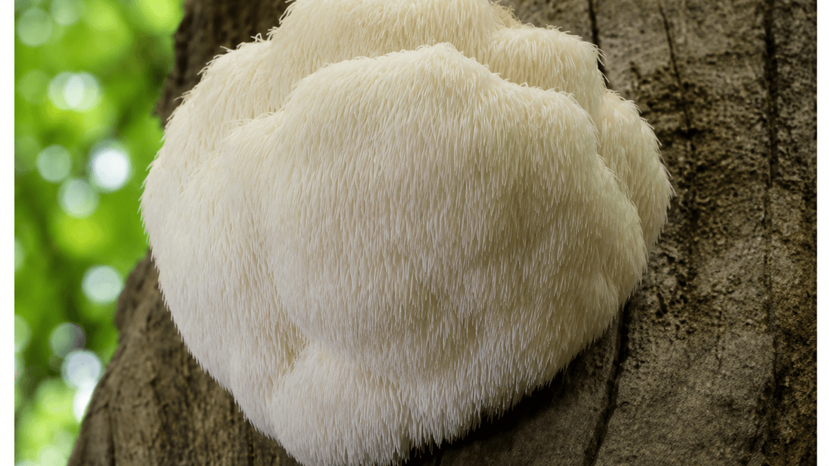 Lavlja griva (Hericium erinaceus) na stablu kao ilustracija teme živčani sustav, fokus i mentalna jasnoća