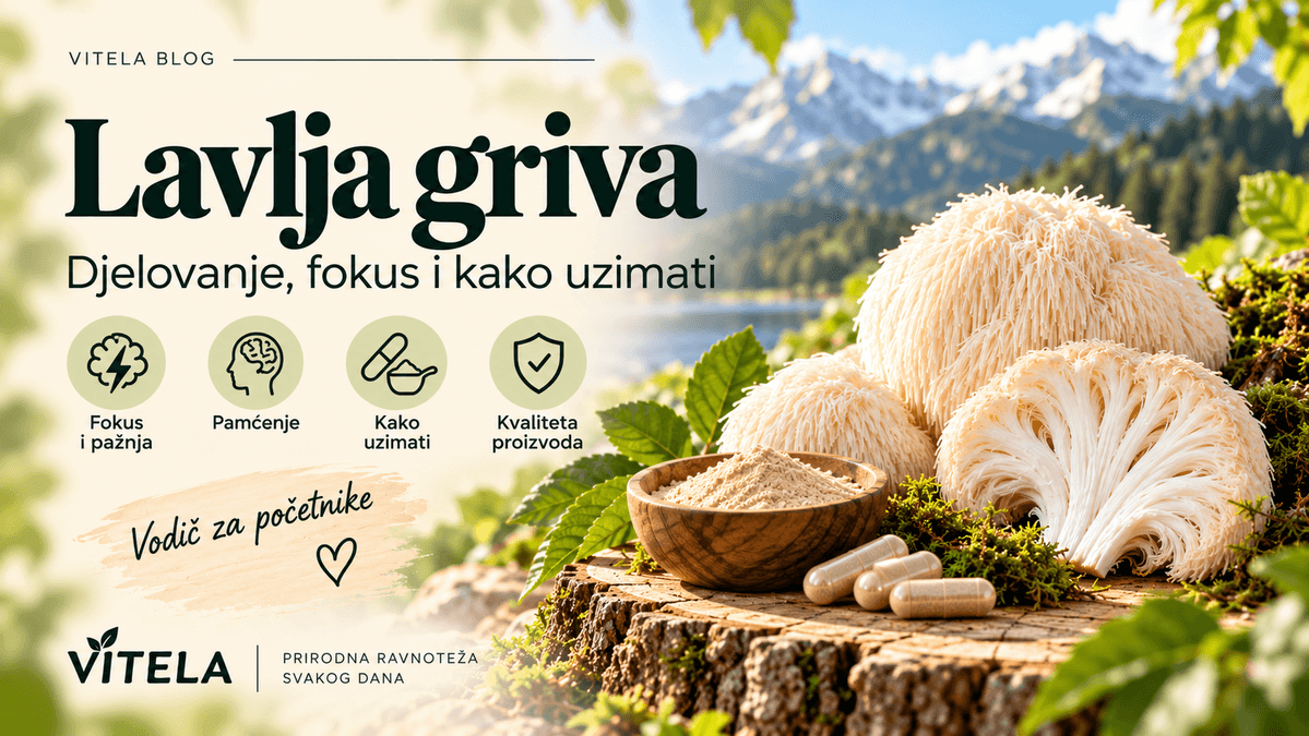 Lavlja griva – djelovanje, fokus, pamćenje i kako uzimati